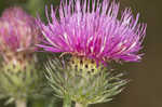 Spiny plumeless thistle